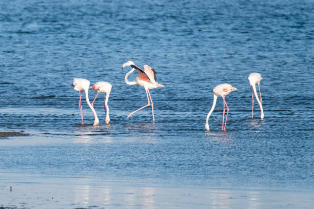 istock Flamingos in the Ria de Aveiro delta 1079962942