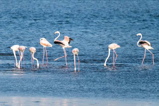 istock Flamingos in the Ria de Aveiro delta 1079963060