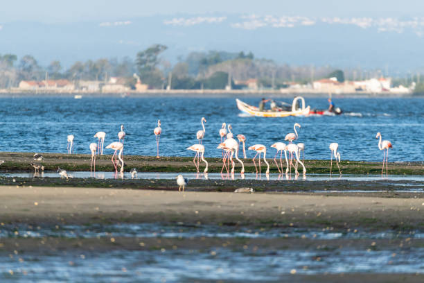 Flamingos on the banks of the Ria de Aveiro delta, Portugal.
