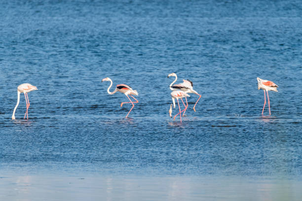istock Flamingos in the Ria de Aveiro delta 1079963256