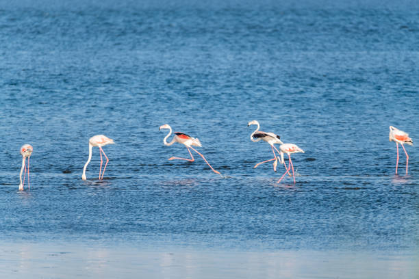 istock Flamingos in the Ria de Aveiro delta 1079963328