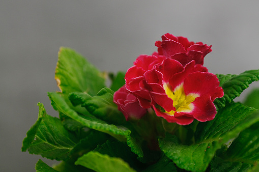 blooming red primulas in a pot