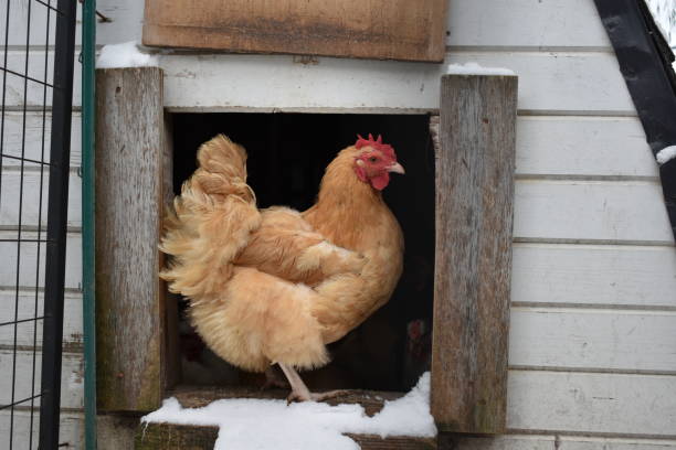 Single brown chicken standing in the doorway of a coop in the winter snow on a farm A single caramel colored, brown Buff Orpington hen standing in the doorway of her coop in the winter on a farm in Wisconsin, USA.  Snow is covering the opening of the door. winter chicken coop stock pictures, royalty-free photos & images