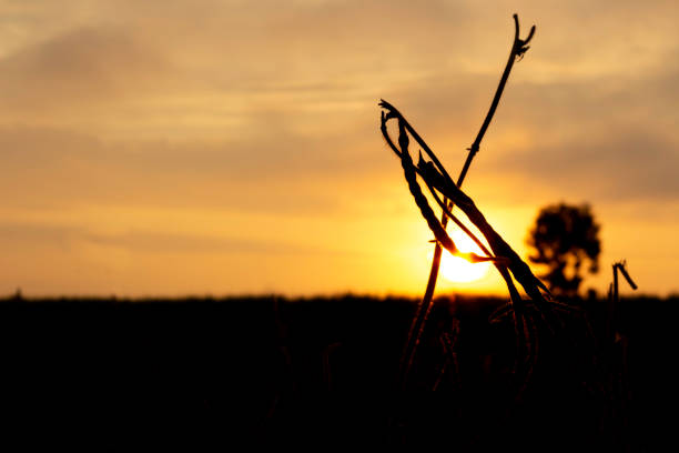 Green mung beans with sunrise background.