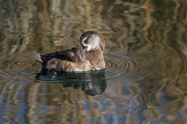 istock Duck preening on the lake 1079977148
