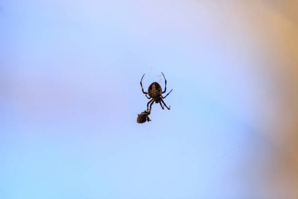 istock Spotted Orb-weaver spider Neoscona domiciliorum weaves 1079980694
