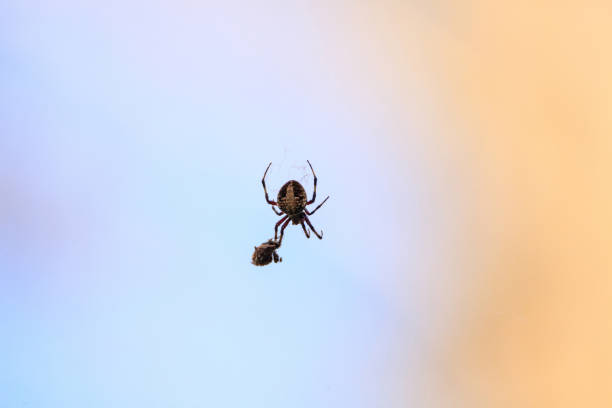 istock Spotted Orb-weaver spider Neoscona domiciliorum weaves 1079980718