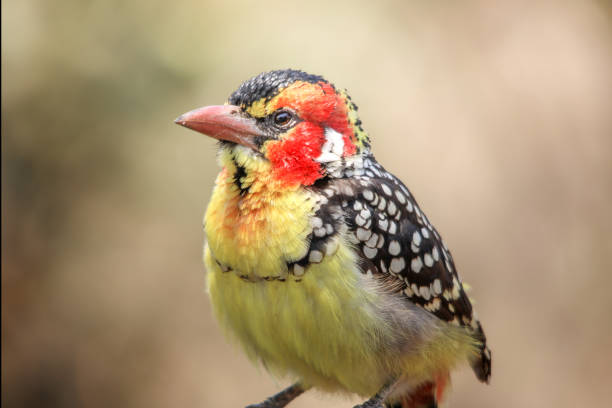 Red and Yellow Barbet A vividly colored close up photograph of a Red and Yellow Barbet. red and yellow barbet barbet bird kenya stock pictures, royalty-free photos & images