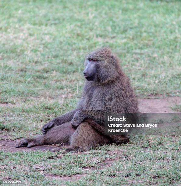 Sitting Olive Baboon Stock Photo - Download Image Now - Africa, Animal, Animal Family