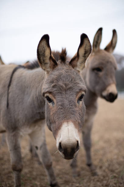 istock Pair of donkeys 1079990710