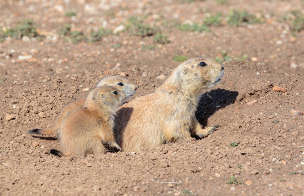 istock Prairie Dog with its babies. 1079997060