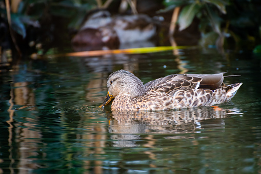 Mallard Duck wading in a pond with head down looking at the water, on Granville Island in Vancouver, British Columbia, Canada