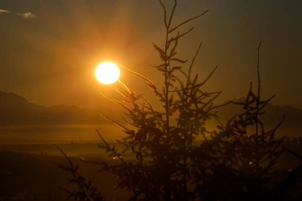 Exotic tree silhouette at sunrise with mountains background