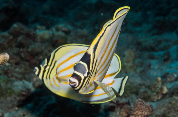 istock scuba diving reefs of Lanai 1080005404