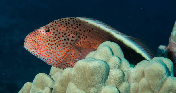 istock scuba diving reefs of Lanai 1080005446
