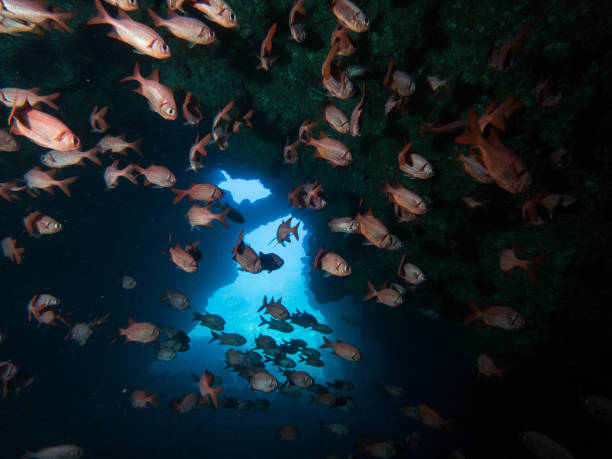istock scuba diving reefs of Lanai 1080005470
