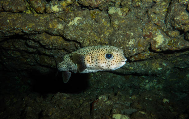 istock scuba diving reefs of Lanai 1080005478