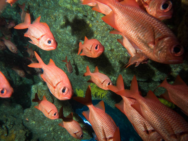 istock scuba diving reefs of Lanai 1080005482