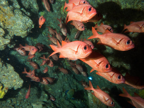 istock scuba diving reefs of Lanai 1080005484