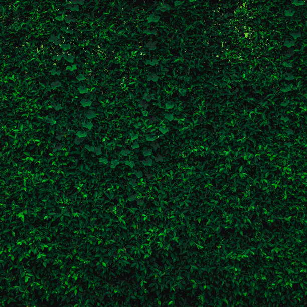 istock Backdrop of green leaves natural wall. 1080007492