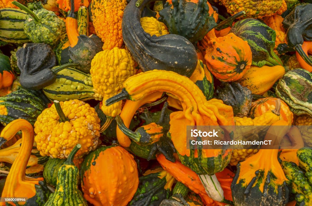 The colors of gourds 1 Colors of autumn; collection of gourds Autumn Stock Photo