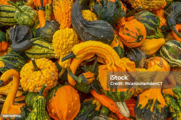 The Colors Of Gourds 1 Stock Photo - Download Image Now - Autumn, Colors, Crop - Plant