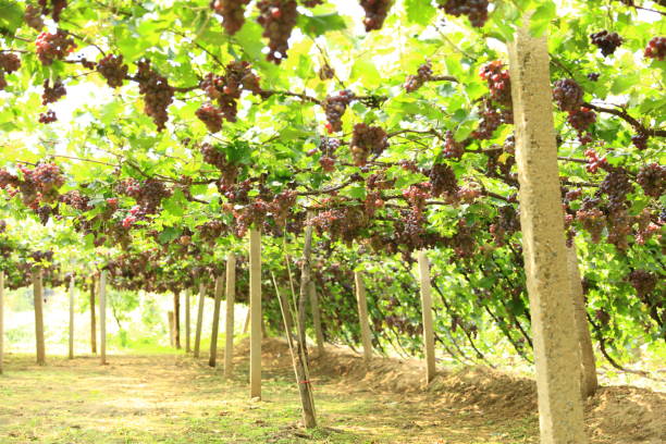 Vineyards at sunset in autumn harvest. Ripe grapes in fall