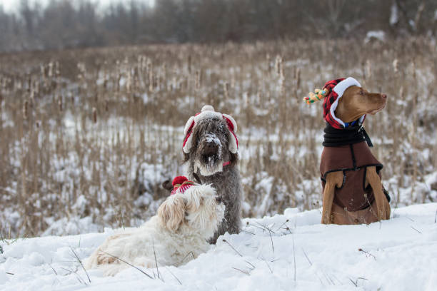 istock three dogs ready for christmas 1080016812