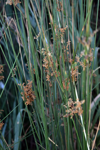 istock Reeds on the river bank. Marsh plant, the common reed 1080022764