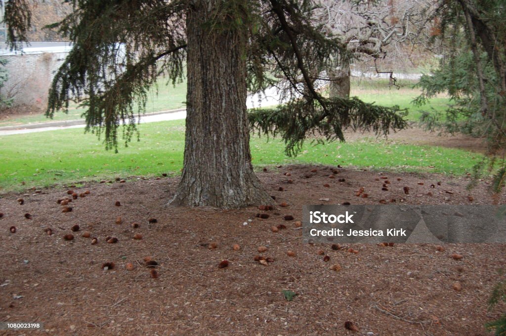 Forest floor with a carpet of pine needles, pine cones, and mulch View of the underneath of the woods. Pine trees, evergreens, coniferous trees. Grassy meadow beyond. No people in photograph. New York Botanical Garden. Forest Floor Stock Photo