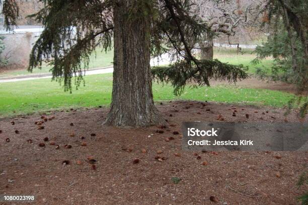 Forest Floor With A Carpet Of Pine Needles Pine Cones And Mulch Stock Photo - Download Image Now