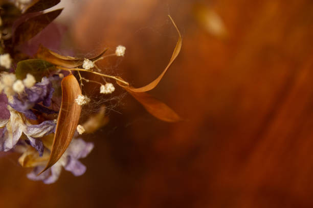 istock dried flowers soft focus 1080033614