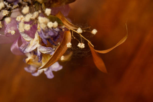 dried flowers soft focus