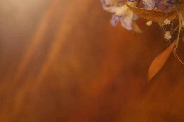 istock dried flowers soft focus 1080034520