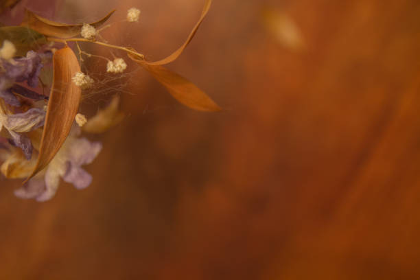 istock dried flowers soft focus 1080034888