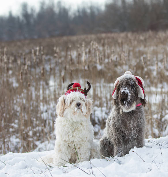istock santa and reindeer 1080035502