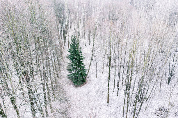 istock green fir tree among bare beech tree in winter forest. drone photography 1080038732