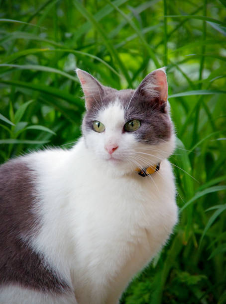 istock Street cat sitting in the grass 1080047976