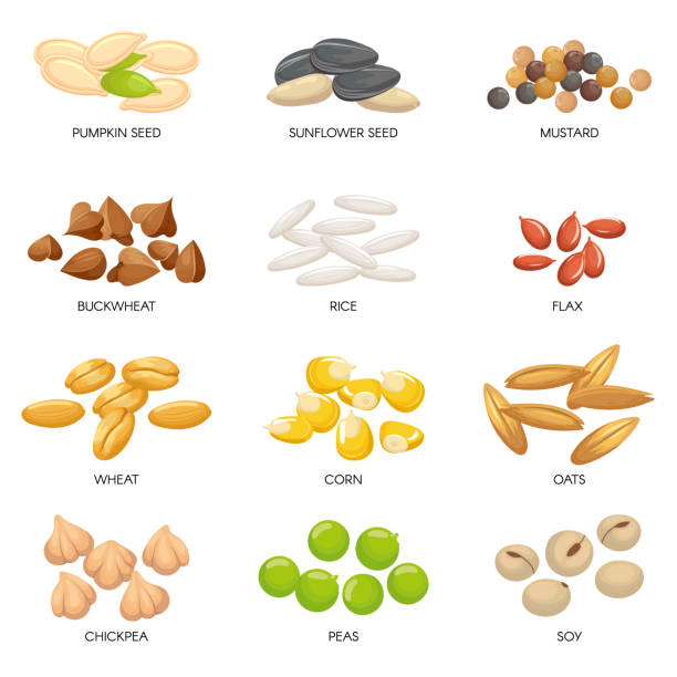 Plant seeds. Cereals grains, chickpeas nuts and cellulose grain. Nut and seed isolated cartoon vector illustration Plant seeds. Cereals grains, chickpeas nuts and cellulose grain. Nut and seed. Planting seedling pumpkin, sunflower and chickpea seeds. Isolated cartoon vector illustration icons set rice cereal plant stock illustrations