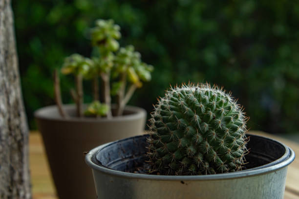 istock Small Cactus For decorative plant on wooden table. 1080067102