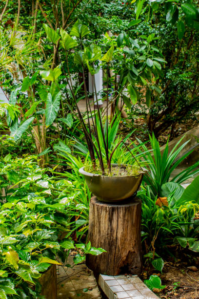 istock Dark green leaf in garden 1080073150