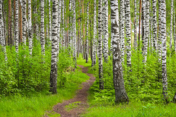 istock Beautiful synny day in the forest. 1080077904