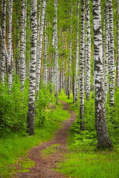 istock Beautiful synny day in the forest. 1080077948