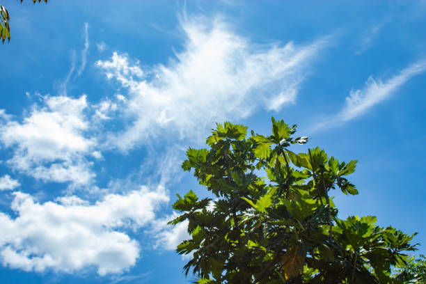 明るい空を背景に緑を葉します。 - beech leaf isolated leaf new ストックフォトと画像