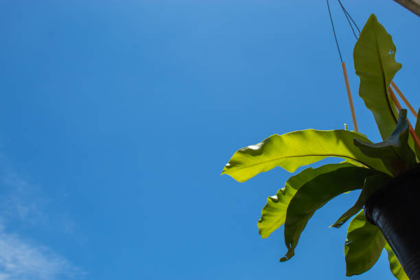 明るい空を背景に緑を葉します。 - beech leaf isolated leaf new ストックフォトと画像