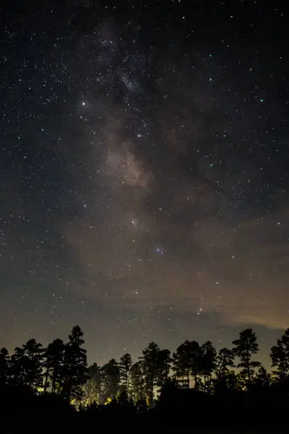 A car driving through rows of pines with the Milky Way standing in the background.