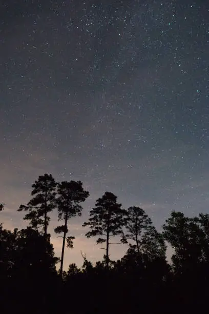 Long exposure of the night sky against some East Texas pines.