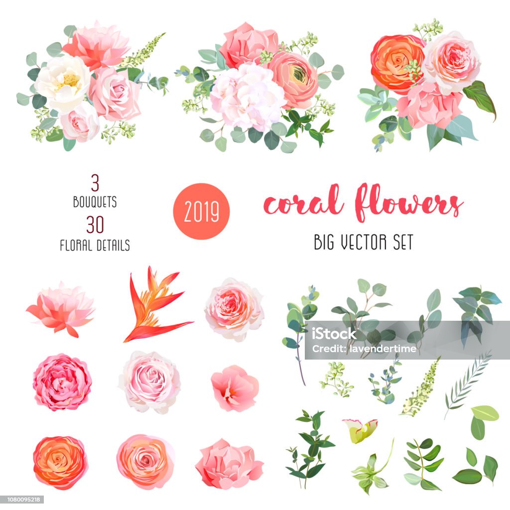 Oeillet de hortensia, corail rose, orange renoncule, Rose, fleurs de jardin - clipart vectoriel de Fleur - Flore libre de droits