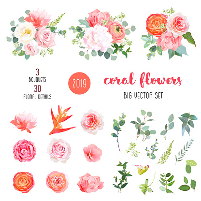 Orange ranunculus, pink rose, hydrangea, coral carnation, garden flowers, greenery and decorative plants big vector set. Living coral 2019 trendy color collection. Elements are isolated and editable