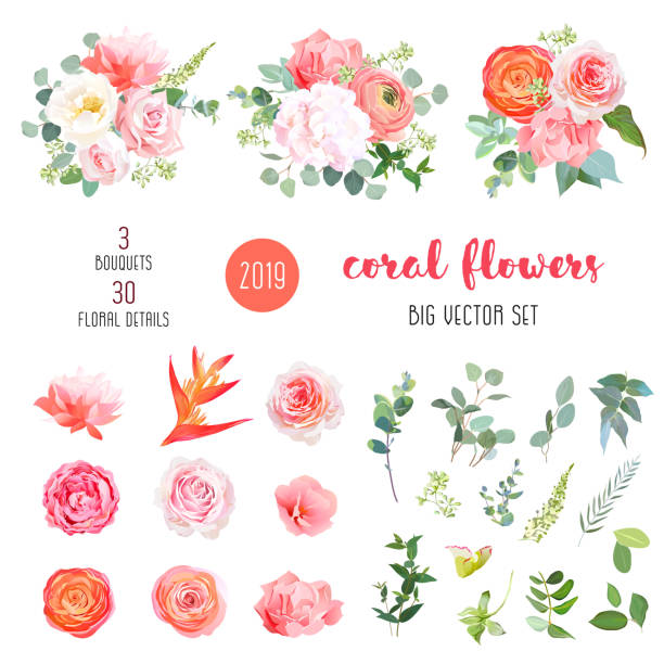 Orange ranunculus, pink rose, hydrangea, coral carnation, garden flowers Orange ranunculus, pink rose, hydrangea, coral carnation, garden flowers, greenery and decorative plants big vector set. Living coral 2019 trendy color collection. Elements are isolated and editable buttercup family stock illustrations